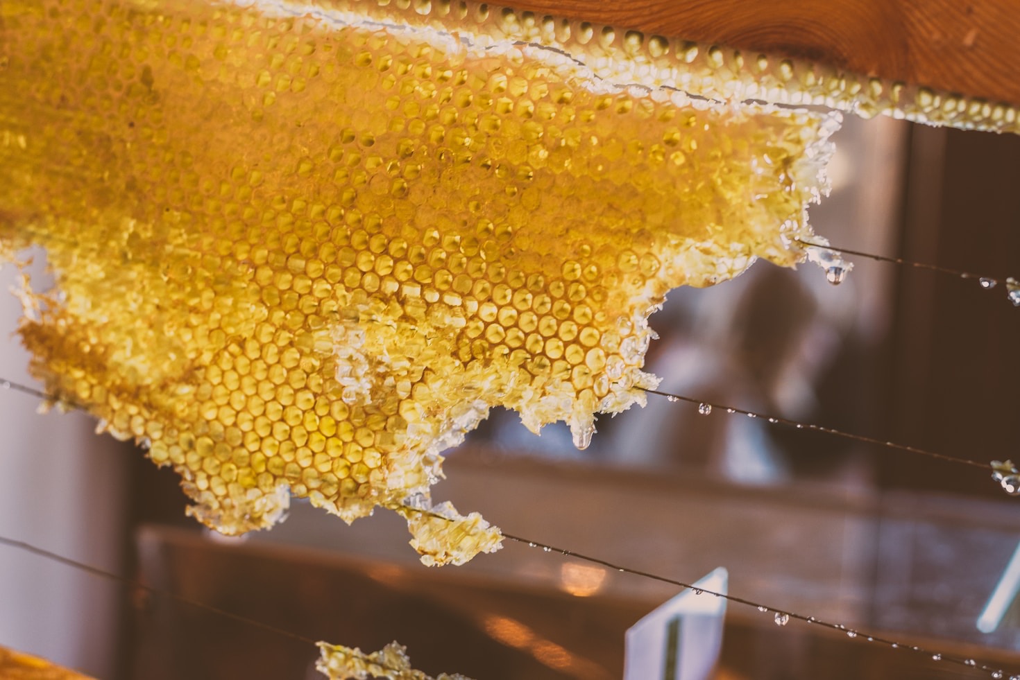 The Journey of a Beekeeping Business in North Georgia